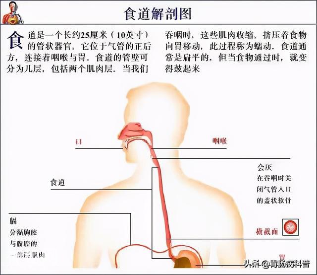 最全的人体解剖全图——建议收藏-47.jpg