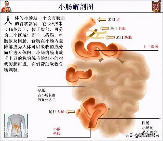 最全的人体解剖全图——建议收藏-55.jpg