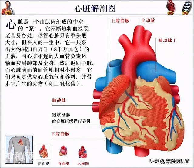 最全的人体解剖全图——建议收藏-51.jpg