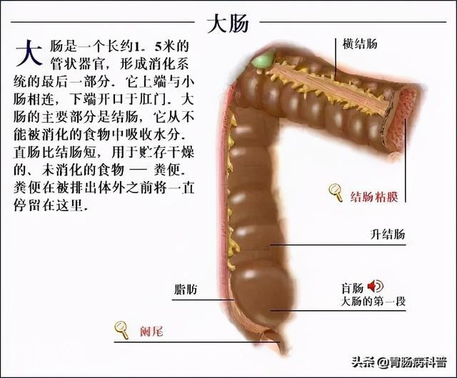 最全的人体解剖全图——建议收藏-54.jpg