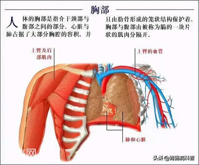 最全的人体解剖全图——建议收藏-50.jpg