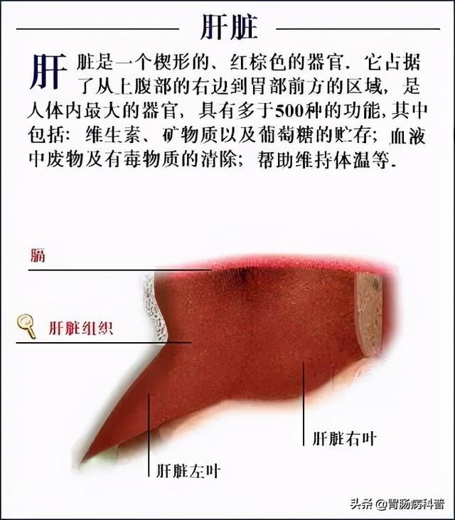 最全的人体解剖全图——建议收藏-56.jpg