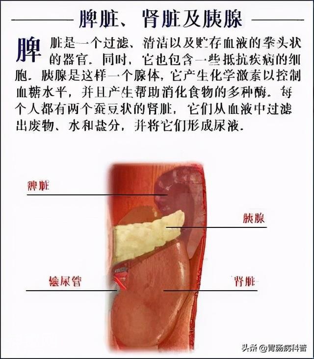 最全的人体解剖全图——建议收藏-58.jpg