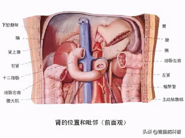 最全的人体解剖全图——建议收藏-60.jpg