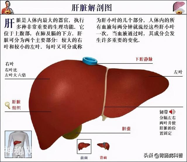 最全的人体解剖全图——建议收藏-57.jpg