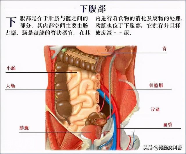 最全的人体解剖全图——建议收藏-64.jpg