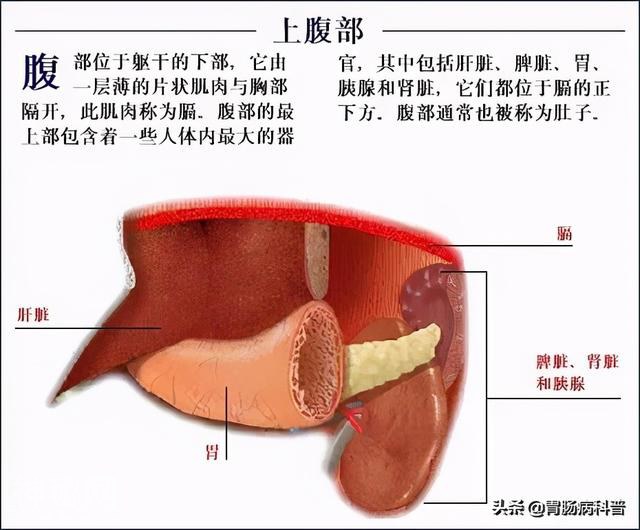 最全的人体解剖全图——建议收藏-63.jpg