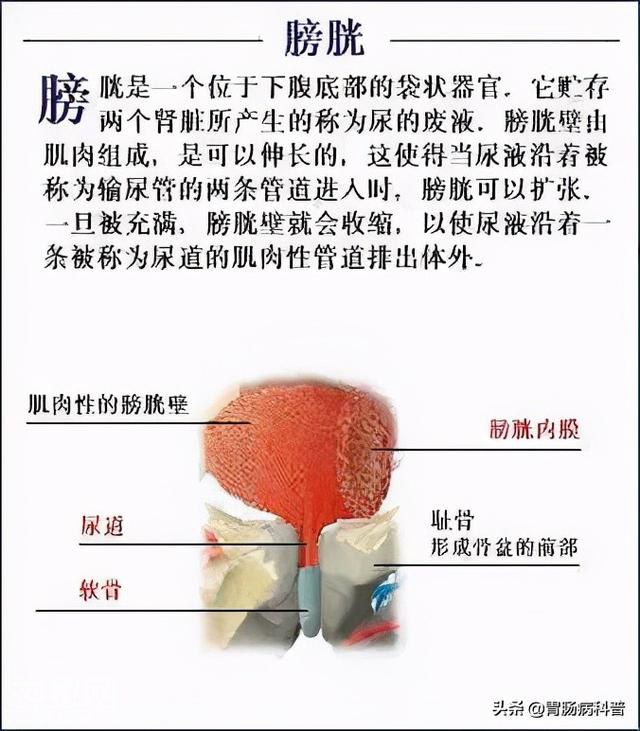 最全的人体解剖全图——建议收藏-62.jpg