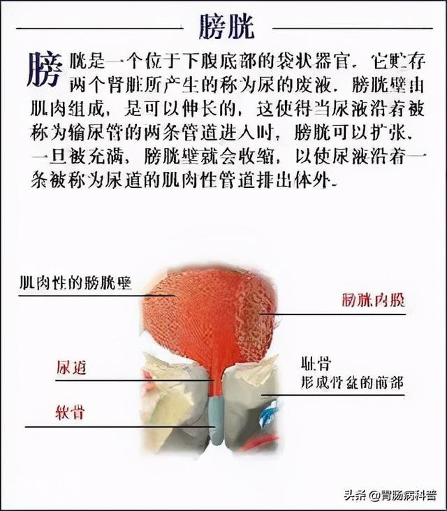 最全的人体解剖全图——建议收藏-62.jpg