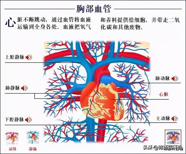 最全的人体解剖全图——建议收藏-65.jpg