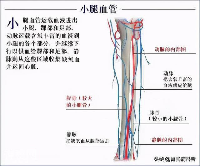 最全的人体解剖全图——建议收藏-69.jpg