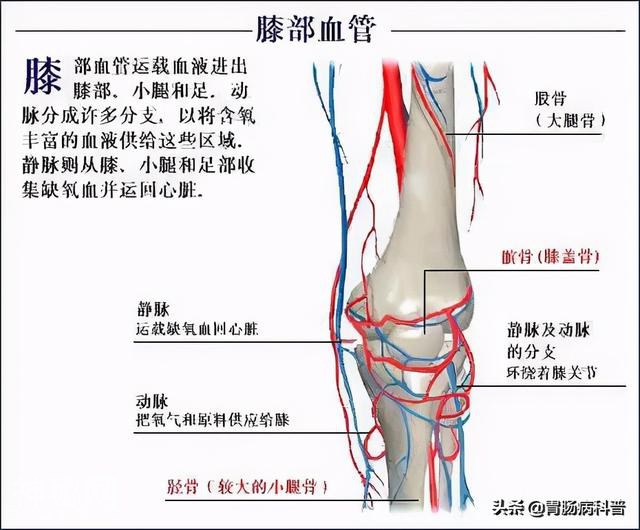 最全的人体解剖全图——建议收藏-68.jpg