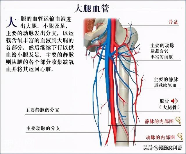 最全的人体解剖全图——建议收藏-67.jpg