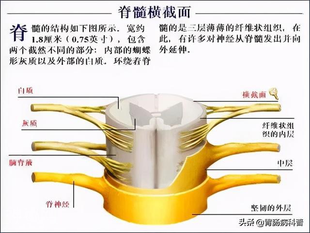 最全的人体解剖全图——建议收藏-66.jpg