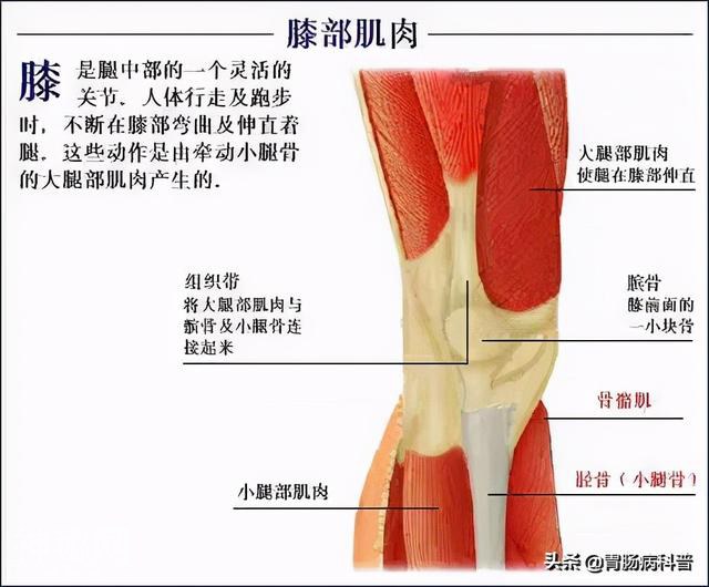 最全的人体解剖全图——建议收藏-73.jpg