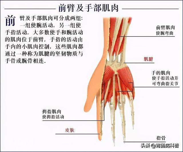 最全的人体解剖全图——建议收藏-72.jpg