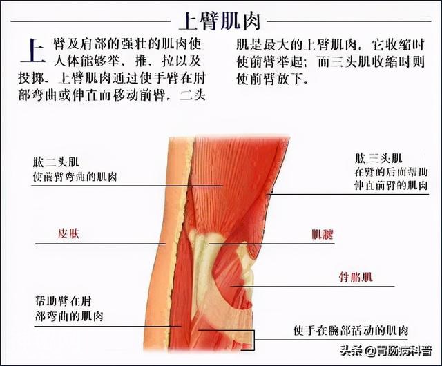 最全的人体解剖全图——建议收藏-71.jpg