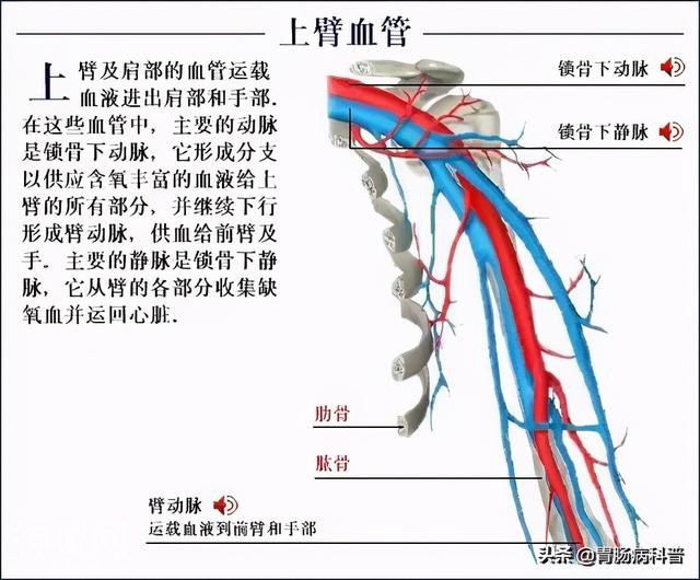 最全的人体解剖全图——建议收藏-70.jpg