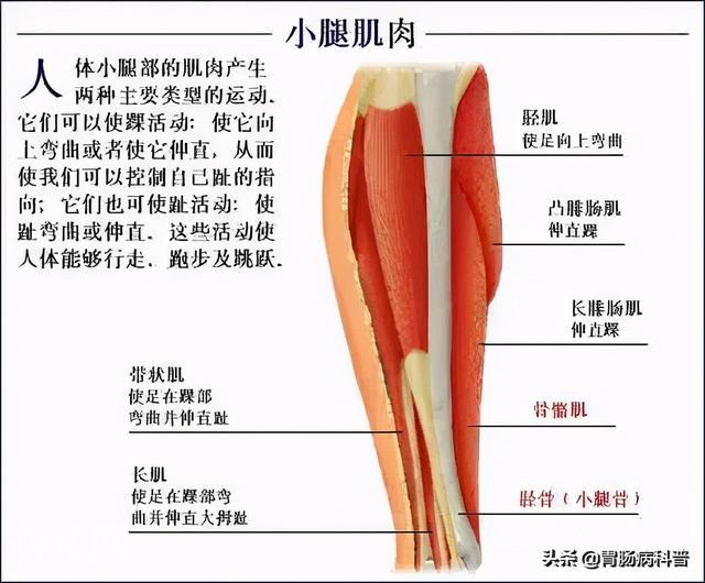 最全的人体解剖全图——建议收藏-74.jpg