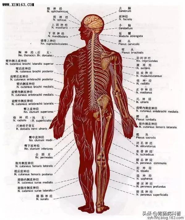 最全的人体解剖全图——建议收藏-79.jpg