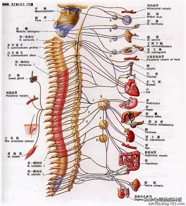 最全的人体解剖全图——建议收藏-78.jpg