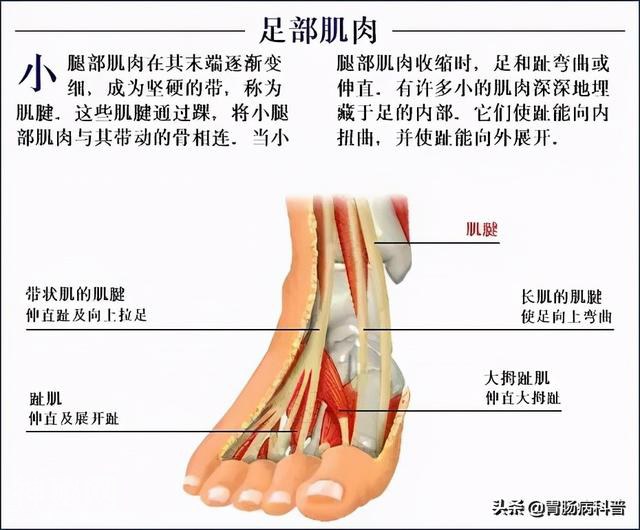 最全的人体解剖全图——建议收藏-75.jpg