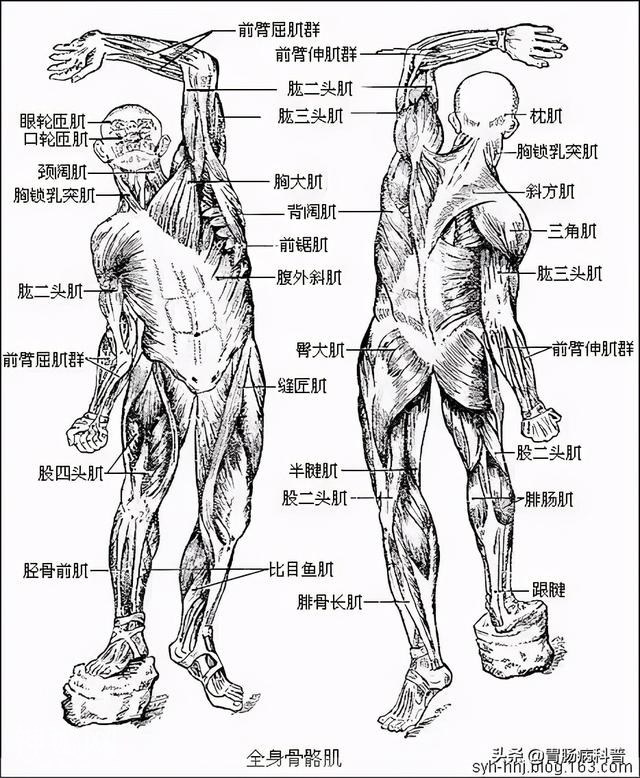最全的人体解剖全图——建议收藏-82.jpg