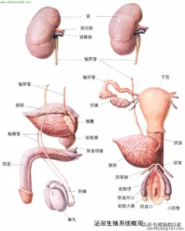 最全的人体解剖全图——建议收藏-80.jpg