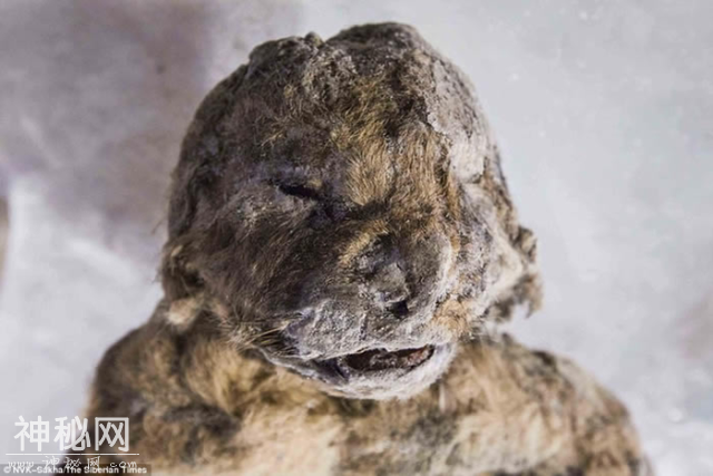 北极“高烧”不断，经常出现史前生物遗骸，冰层下或有细菌苏醒-8.jpg