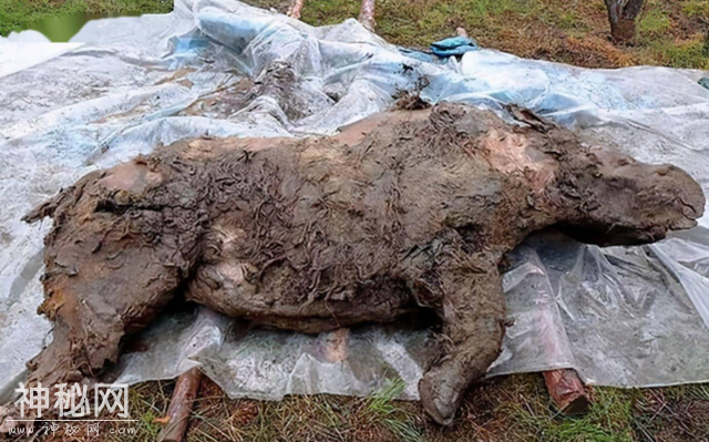 北极“高烧”不断，经常出现史前生物遗骸，冰层下或有细菌苏醒-9.jpg