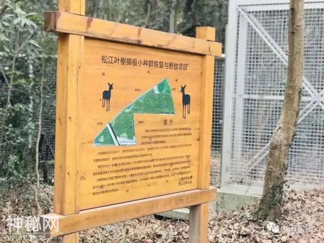 真的多！獐、狐狸、黑天鹅、孔雀等186种野生动物在松江都有活动记录-3.jpg
