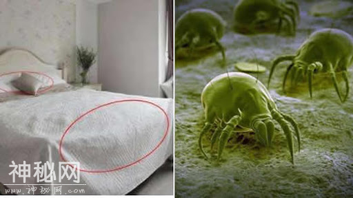 20亿枚细菌躺在床上，你的床单远比想象中的脏！应该多久洗一次？-4.jpg