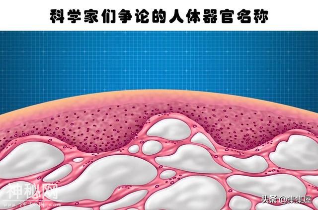 近些年来，科学家们所发现的10个关于人体的有趣事实-3.jpg