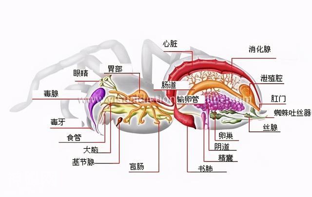 为什么大多数雄性动物的排泄和交配，共用同一个器官？-1.jpg