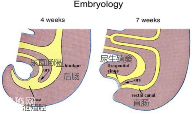 为什么大多数雄性动物的排泄和交配，共用同一个器官？-6.jpg