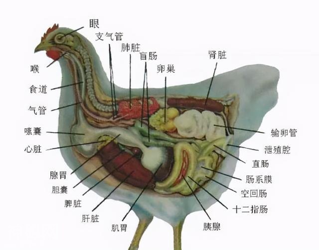 为什么大多数雄性动物的排泄和交配，共用同一个器官？-5.jpg