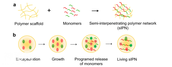 利用工程细菌编辑功能性半互穿网络聚合物研究取得进展-1.jpg