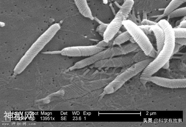 10亿细菌一口闷：马歇尔和幽门螺旋杆菌的不解之缘-1.jpg