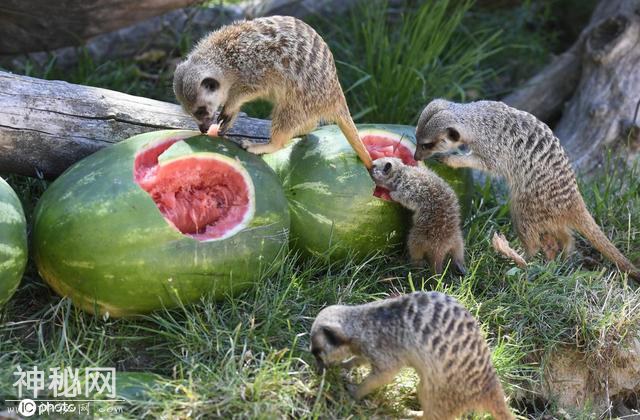 今日夏至 看小动物吃西瓜“清凉一夏”-7.jpg