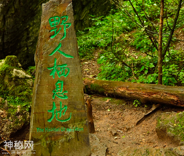 神农架究竟有没有野人？七八十年代，中国三次考察验证其真实性-11.jpg