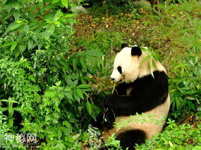 一大批珍稀动物喜提降级，它们的栖息地你知道吗？-2.jpg