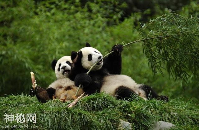 一大批珍稀动物喜提降级，它们的栖息地你知道吗？-4.jpg