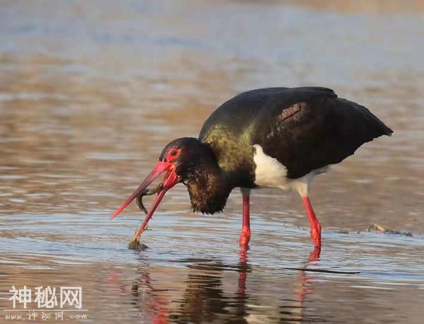 保护生物多样性又一力举 北京陆生野生动物名录发布-1.jpg