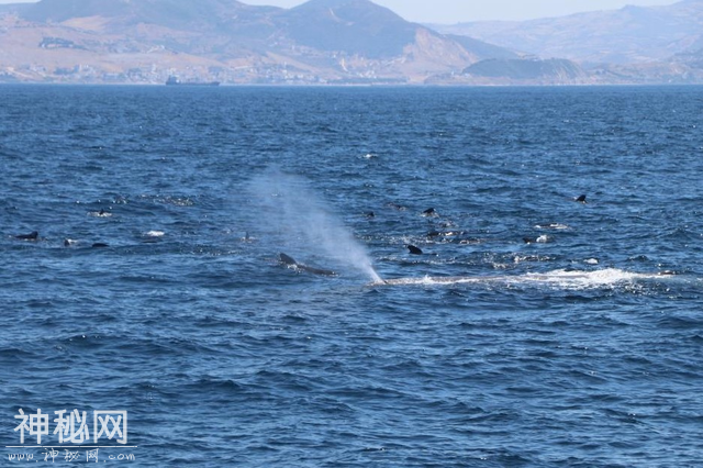 虎鲸海洋霸主地位遭挑战，领航鲸围殴虎鲸，迫其让出地盘交出猎物-3.jpg