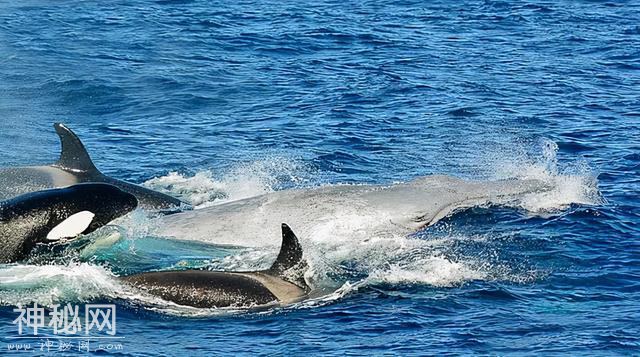 虎鲸海洋霸主地位遭挑战，领航鲸围殴虎鲸，迫其让出地盘交出猎物-7.jpg