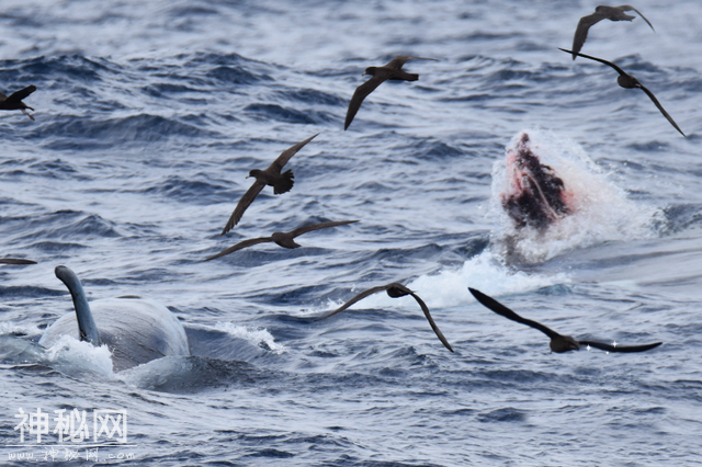 虎鲸海洋霸主地位遭挑战，领航鲸围殴虎鲸，迫其让出地盘交出猎物-9.jpg