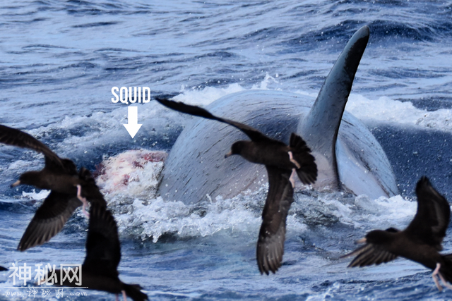 虎鲸海洋霸主地位遭挑战，领航鲸围殴虎鲸，迫其让出地盘交出猎物-10.jpg