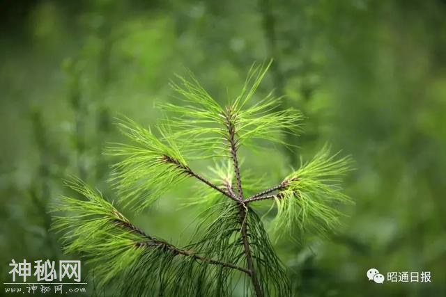 滚滚、朱鹮、藏羚羊，一批珍稀动物喜提降级！大熊猫：萌着萌着我就不是你的小可爱了？-15.jpg