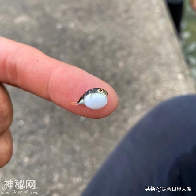 怎么可以这么可爱！20个超级迷你的小动物，心都萌化了-9.jpg