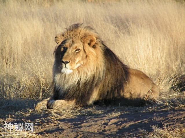 最具魅力的20种动物，狮子只排第二，你喜欢的它上榜了吗？-19.jpg